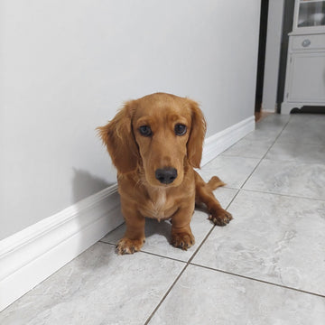 Dog Pawing Behavior and what it means? 