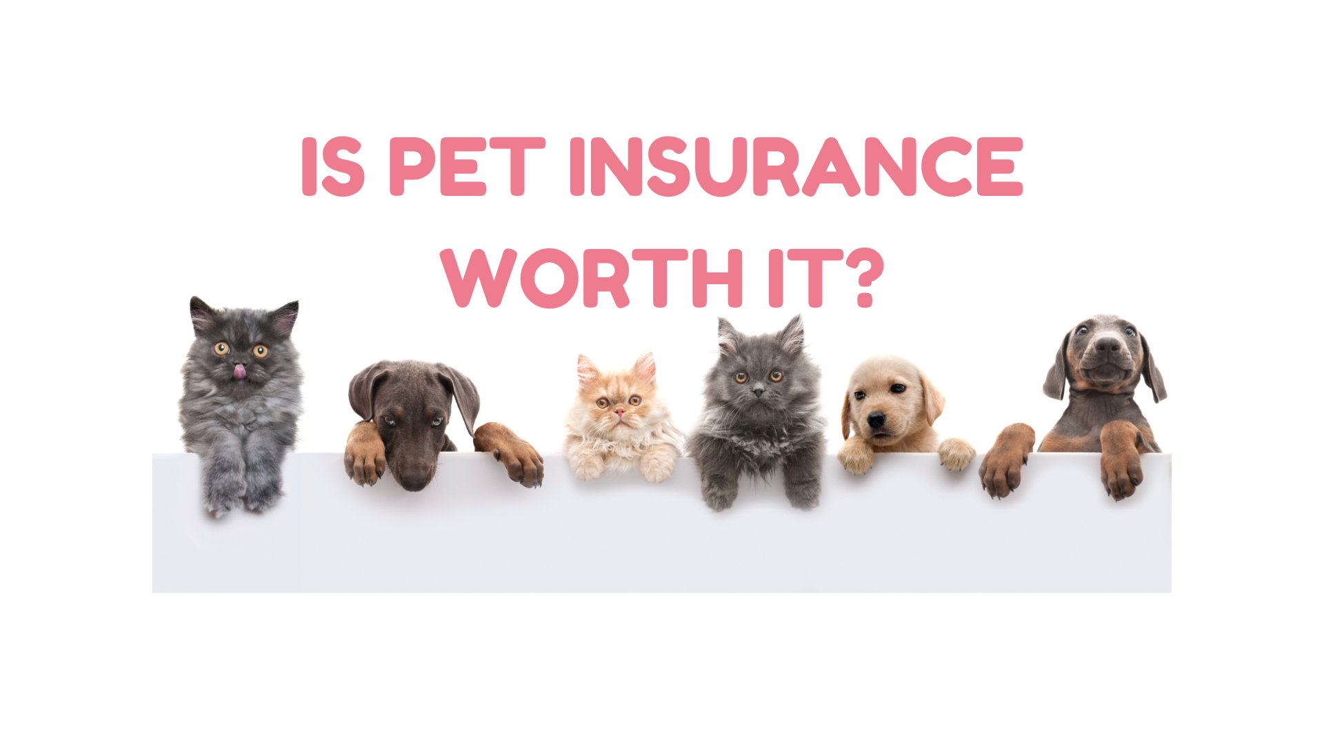 IS PET INSURANCE WORTH IT?