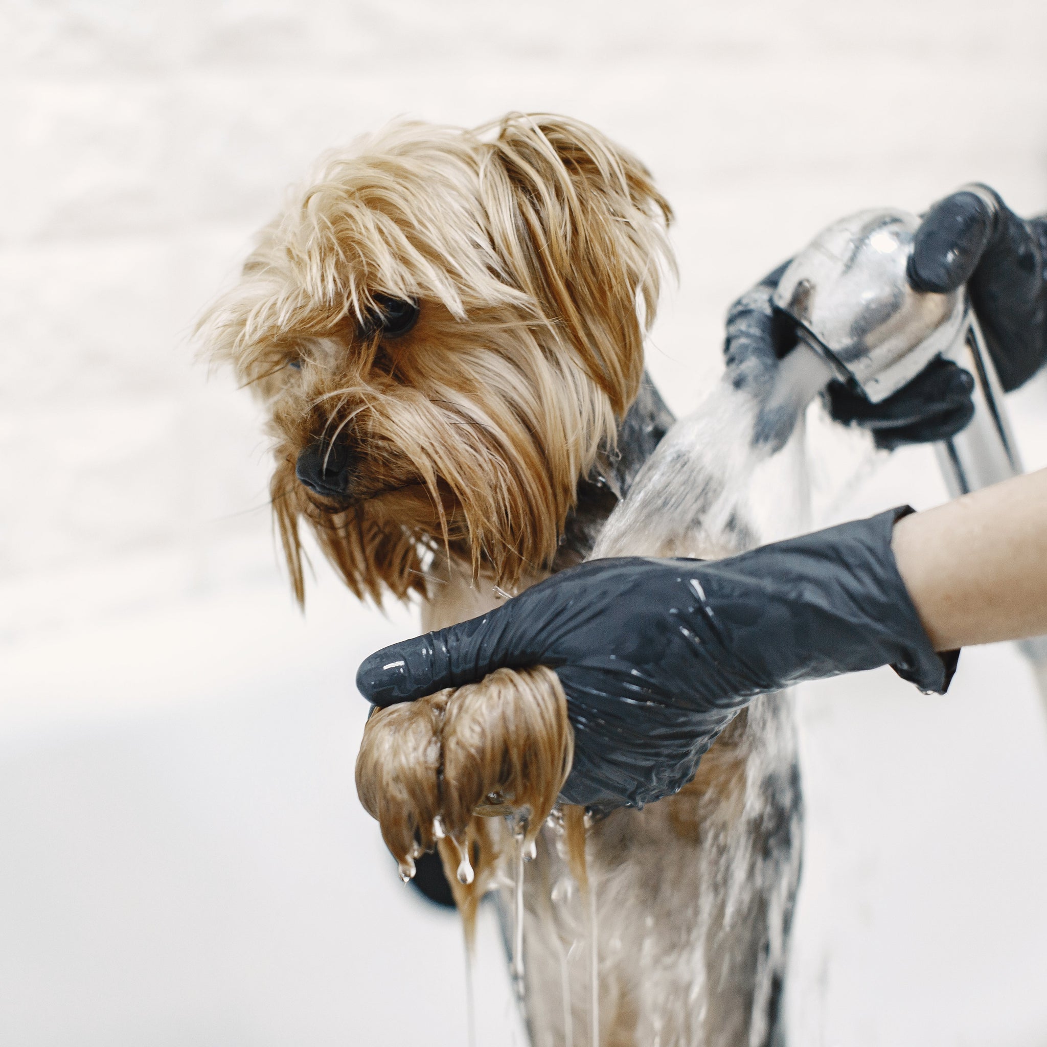Bathing Your Dog: A Splashy Adventure or a Soapy Disaster?