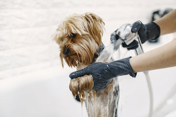 Bathing Your Dog: A Splashy Adventure or a Soapy Disaster?